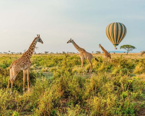 Golf & Safari Luxury – Tanzania