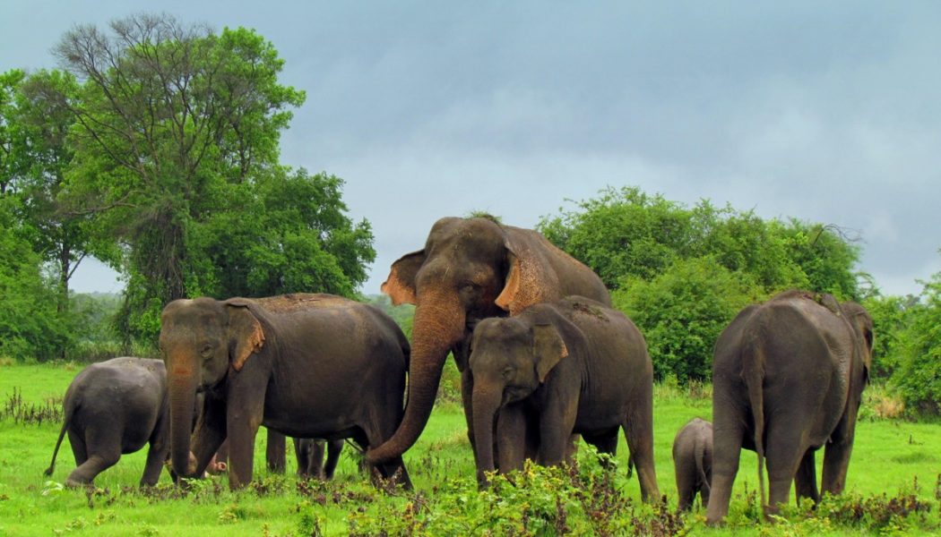 sri lanka elephants