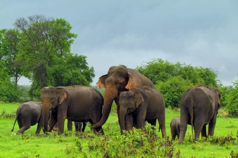Sri Lanka Golf Explorer