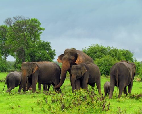 Sri Lanka Golf Explorer