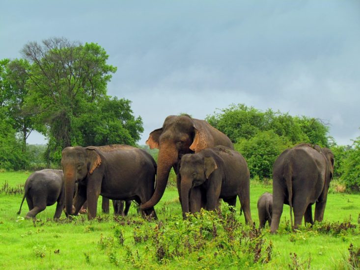 sri lanka elephants